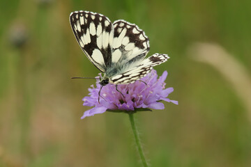 Demi-deuil (Melanargia galathea)
Melanargia galathea on an unidentified flower or plant
