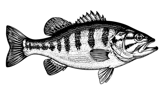 smallmouth bass fish svg illustration vector line
