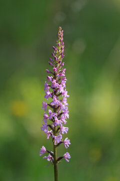 Orchis moucheron (Gymnadenia conopsea)
Gymnadenia conopsea in flower
