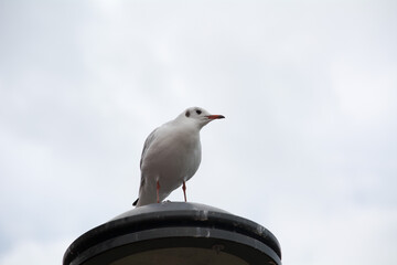 Seagull swimming on water surface in the sea, 
Möwe schwimmt auf Wasseroberfläche im Meer