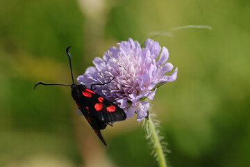 Zygène du trèfle (Zygaena trifolii)
Zygaena trifolii in its natural element
