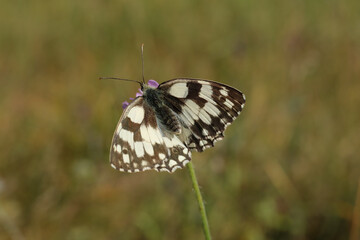 Demi-deuil (Melanargia galathea)
Melanargia galathea on an unidentified flower or plant
