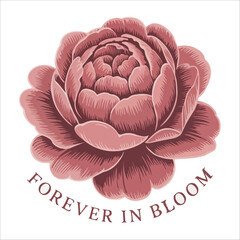 Elegant Dusty Rose Peony Floral Illustration flower vector: Vintage Botanical Style, Romantic Mood
