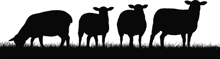 Black silhouette sheep on grass, grazing posture, farm animals, livestock concept, minimal design, white background, rural scene, vector illustration