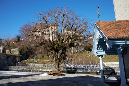 &Aacute;rbol desnudo en una plaza tranquila, con casa de piedra en la loma y cielo azul luminoso.