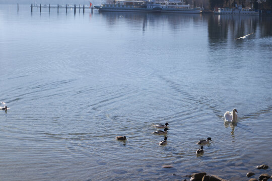Lago tranquilo con patos y un cisne cerca de la orilla, muelle y embarcaci&oacute;n al fondo en una escena serena.