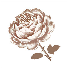 Elegant Sepia Rose flower  Illustration vector : Vintage Botanical Floral Design, Romantic, Soft Hues.