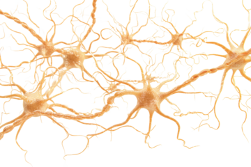 Neurons & Neural Network isolated on white transparent background