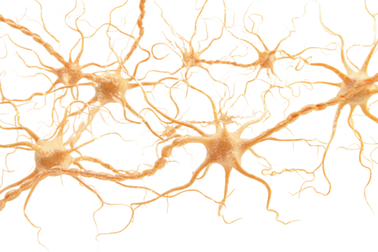Neurons & Neural Network isolated on white transparent background