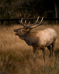 Elk Rut King