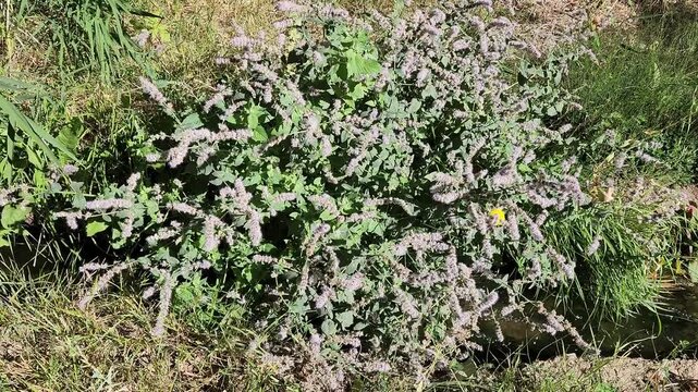 Blooming wild mint (Menta sp) has found a perfect habitat in an irrigation channel in an orchard and is accumulating its aroma, even in autumn.