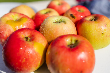 Ripe Apple Hanging on a Tree Branch