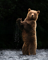 Stand Up Bear