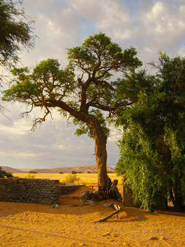 &Aacute;rbol solitario de tronco grueso y follaje disperso en un paisaje des&eacute;rtico arenoso, acompa&ntilde;ado por un arbusto denso y una peque&ntilde;a estructura de piedra bajo luz c&aacute;lida y cielo parcialmente nublado.