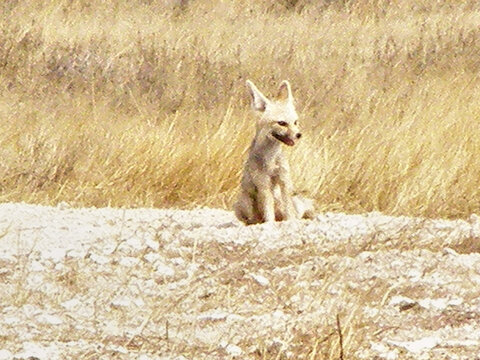 Zorro del desierto (fennec) de orejas grandes y pelaje claro sentado sobre arena, con hierba seca al fondo en un entorno &aacute;rido.
