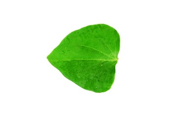 Fototapeta premium Green leaf isolated on white background close up nature plant foliage