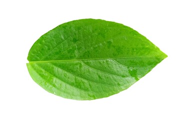 Obraz premium Green leaf isolated on white background close up nature plant foliage