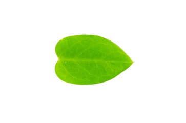 Green leaf isolated on white background close up nature plant foliage