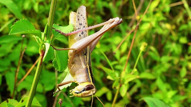 the grasshopper is sitting on the grass macro shot