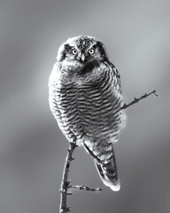Alaska Owl