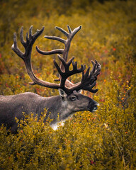 Alaska Caribou