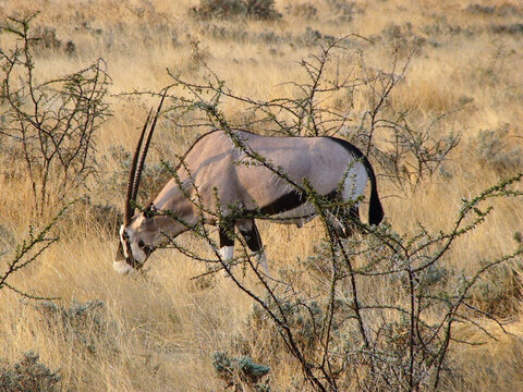 Gemsbok entre arbustos secos en sabana silenciosa