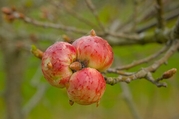 Closeup of bright red galls on a branch of an alder tree