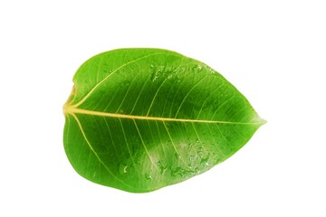 Obraz premium Green leaf isolated on white background close up nature plant foliage