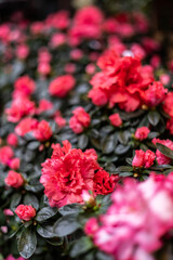 A close-up of vibrant red and pink azalea flowers with dark green leaves. The photo has a shallow depth of field, with some flowers in focus and others blurred.