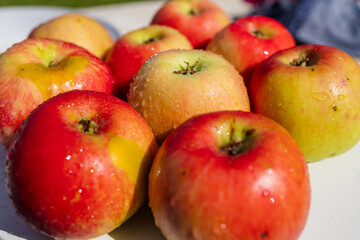 Ripe Apple Hanging on a Tree Branch