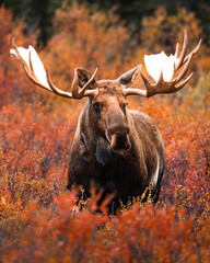 Big Bull Moose