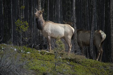 Wapiti au bord de la route 