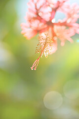 明るい透明感ある抽象的な背景 花のイメージ 春