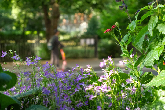 Flowers in foreground, person on scooter in blurred background.