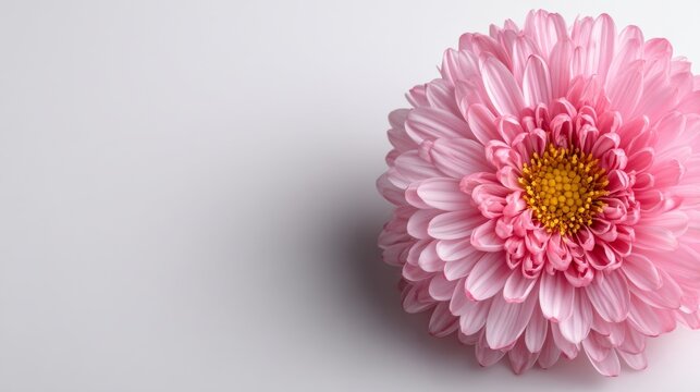 Close-up of a delicate pink chrysanthemum flower with detailed petals and yellow center.