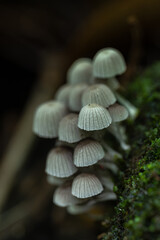 Inkcap Mushrooms (Coprinellus disseminatus) on Big Island, HI