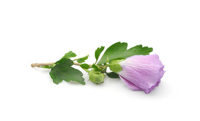Lilac hibiscus syriacus or rose mallow flower with leaves isolated on white background