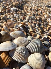 Close-up of seashells on a shell-covered beach under bright sunlight
