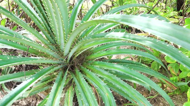 It is like Aloe aculeata. Borneo, Malaysia