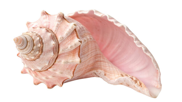 A detailed close up of a large pink conch shell isolated on transparent background