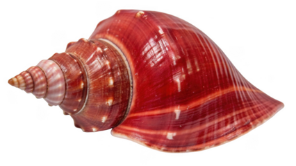 Vibrant red spiral seashell isolated on transparent background