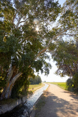 Fototapeta premium Camino rural junto a canal de riego bajo árbol con luz filtrada en entorno agrícola