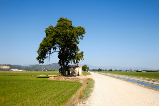 Paisaje rural con camino de tierra, canal de riego y casa bajo &aacute;rbol en entorno agr&iacute;cola