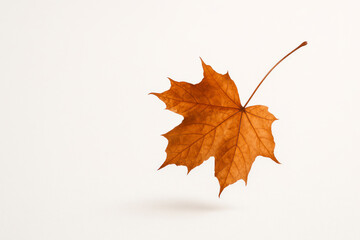 Fototapeta premium Autumn maple leaf. Space for text.