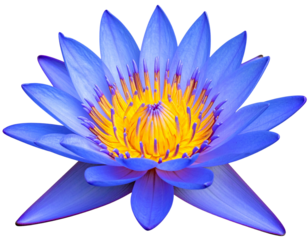  Vibrant blue lotus flower with detailed petals and yellow center isolated on a transparent background 