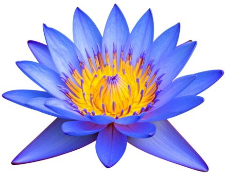  Vibrant blue lotus flower with detailed petals and yellow center isolated on a transparent background 