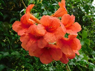 Trumpet vine or creeper or, Campsis radicans, orange flowers, after the rain