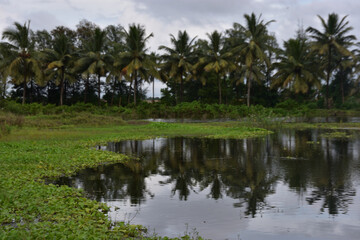 Obraz premium Coconut Trees Reflected in Pond with Water Hyacinth
