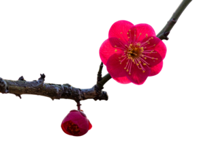 red plum blossom 