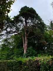 Tall pine tree towers over a lush garden in Schleissheim Palace Germany framed by hedges and dense greenery
